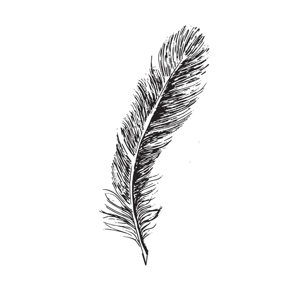 Feathers on white background. Hand drawn sketch style. 20899446 Vector ...