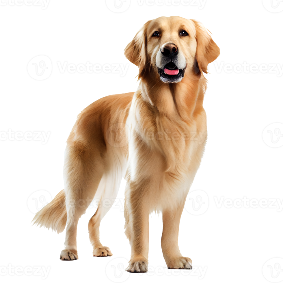 Happy dog transparent background png