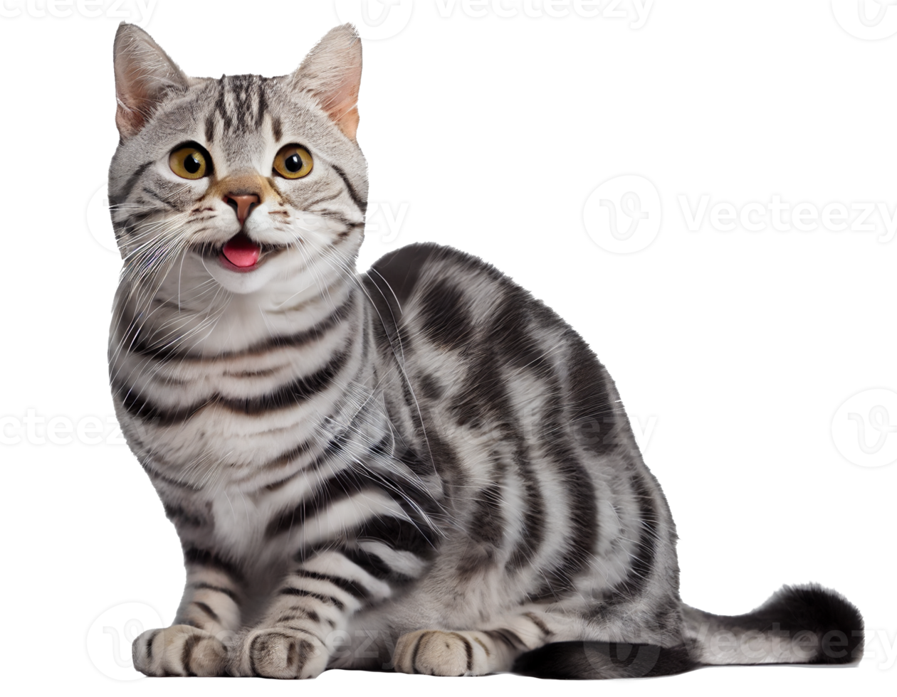 Happy cat, smiling cat on transparent background png