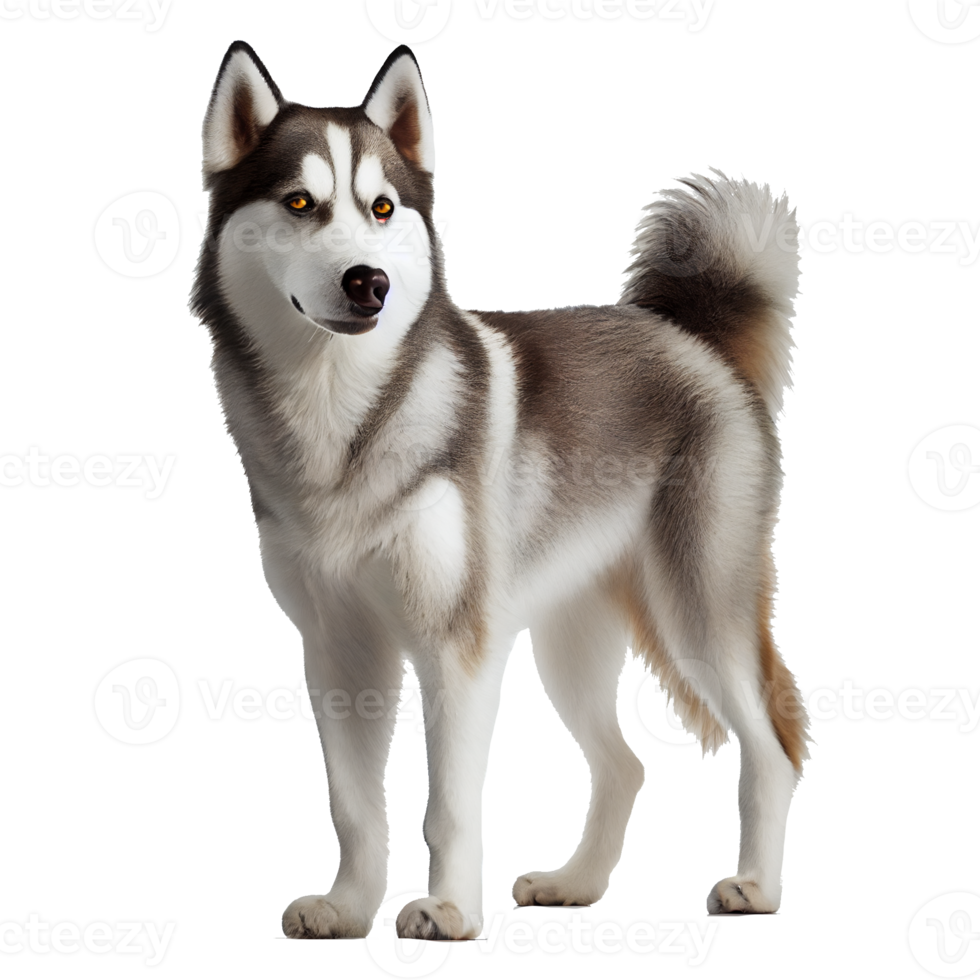 Happy dog transparent background png