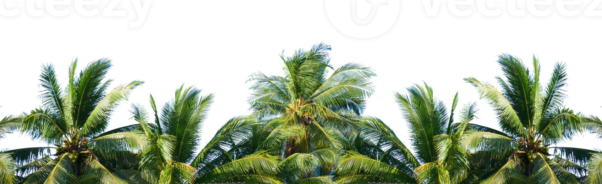 palm tree in the wind. coconut tree for summer decoration on transparent background png