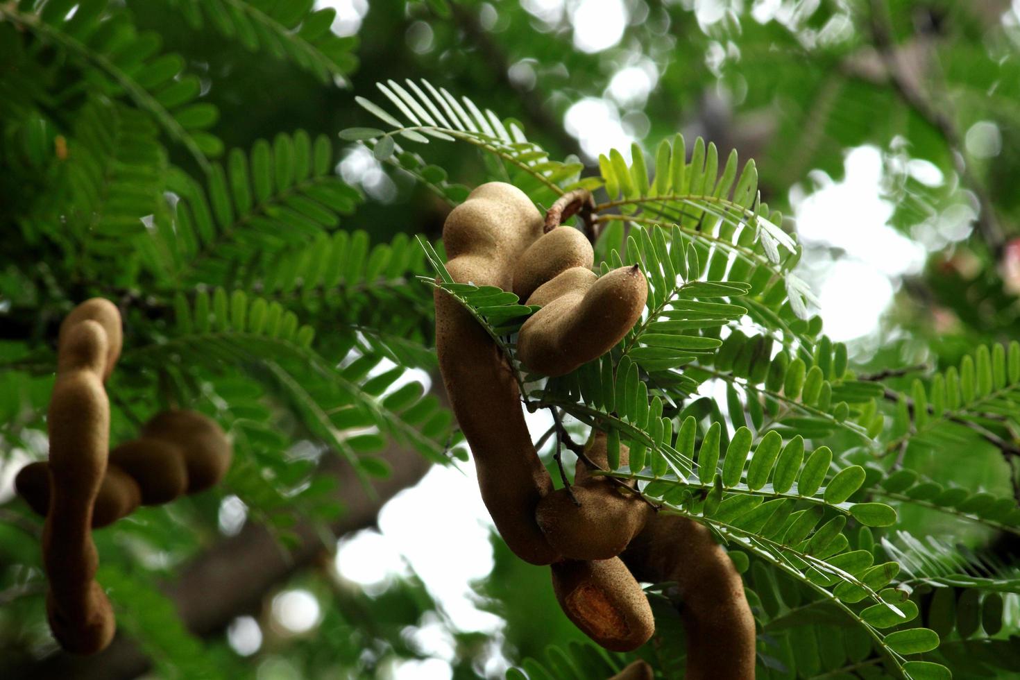 The Tamarind Fruits. photo
