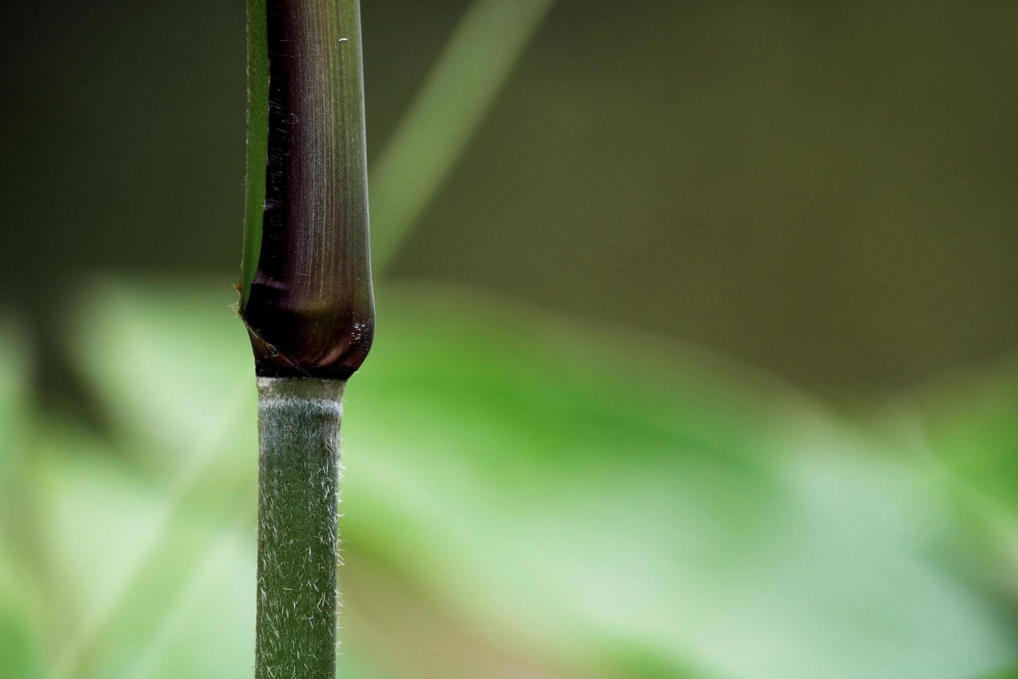 The Wild Plant Stem. photo