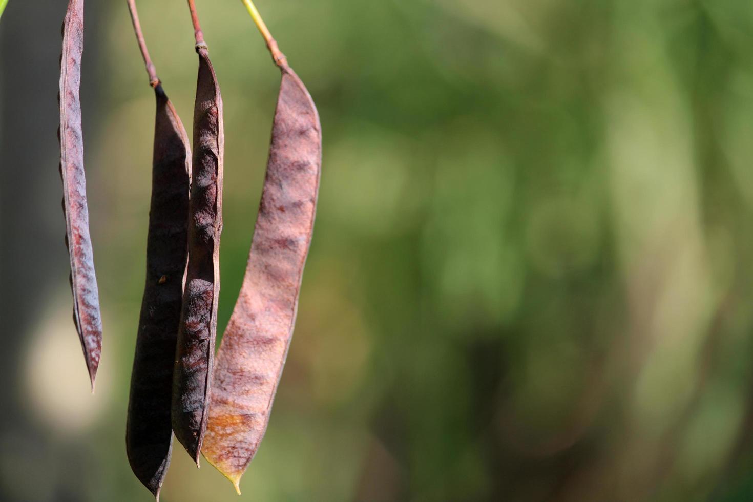 The Caesalpinia Pulcherrima Pods. photo