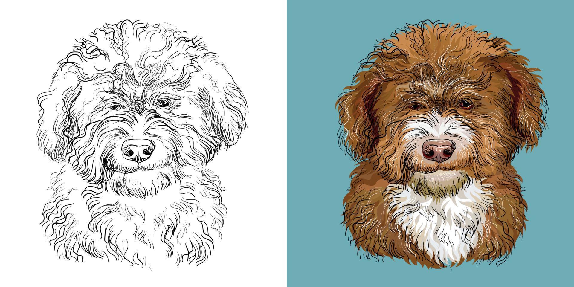 Barbet perro vector ilustración cerca arriba retrato