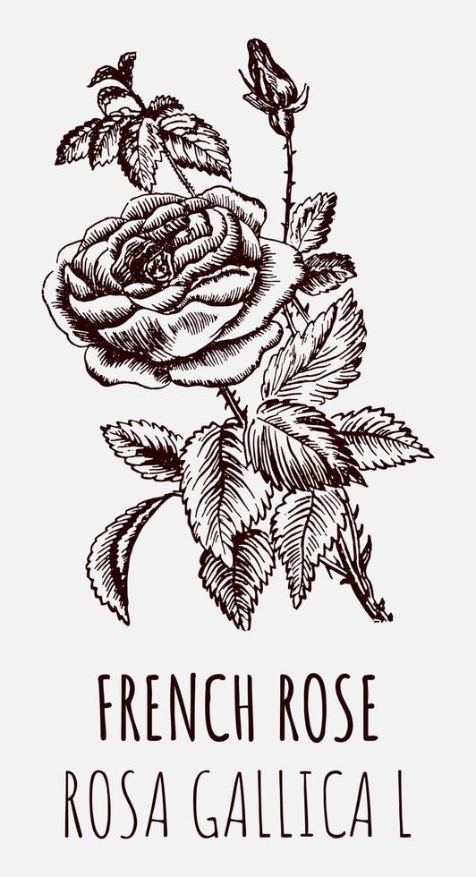 Vector drawings of a wild rose, FRENCH ROSE. Hand drawn illustration. Latin name ROSA GALLICA L.