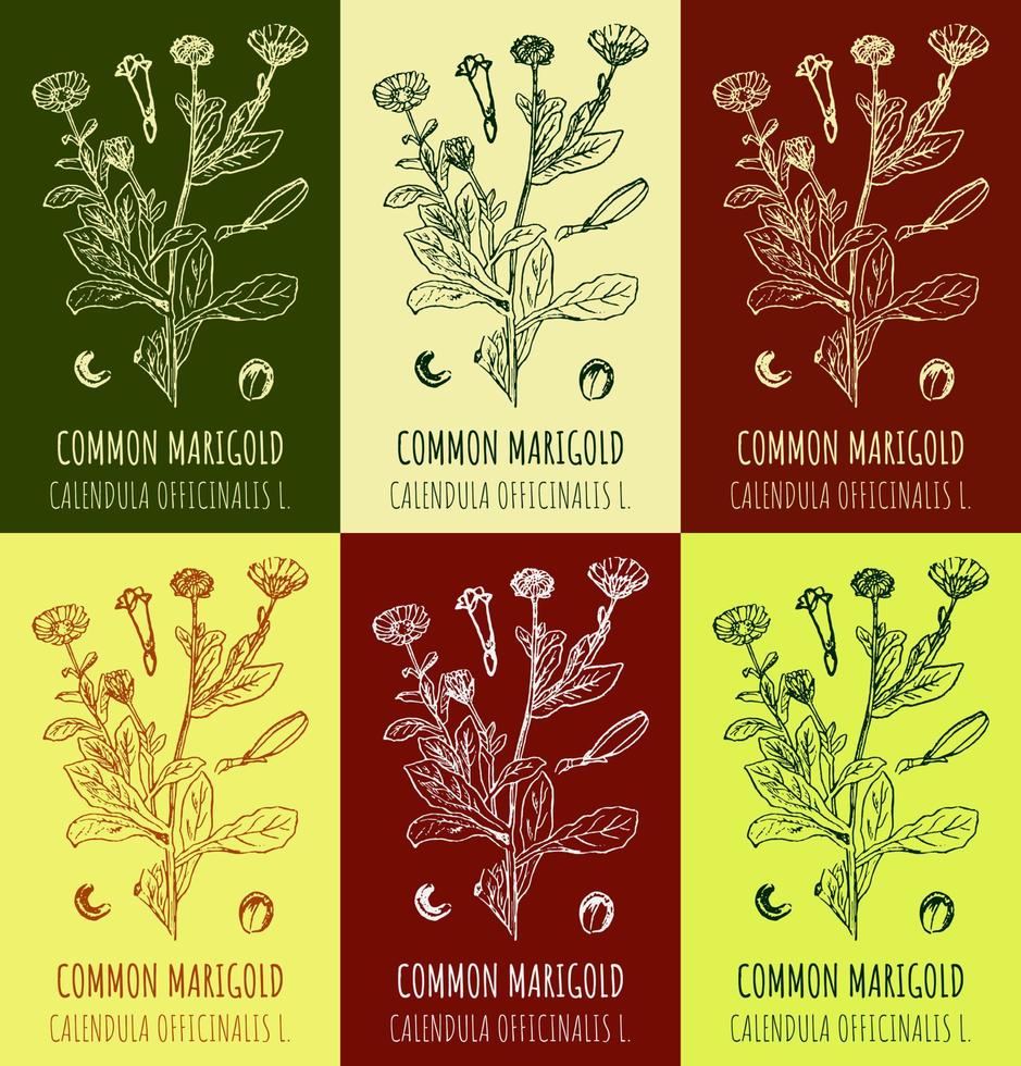 conjunto de vector dibujos de caléndula común maravilla en diferente colores. mano dibujado ilustración. latín nombre caléndula officinalis yo