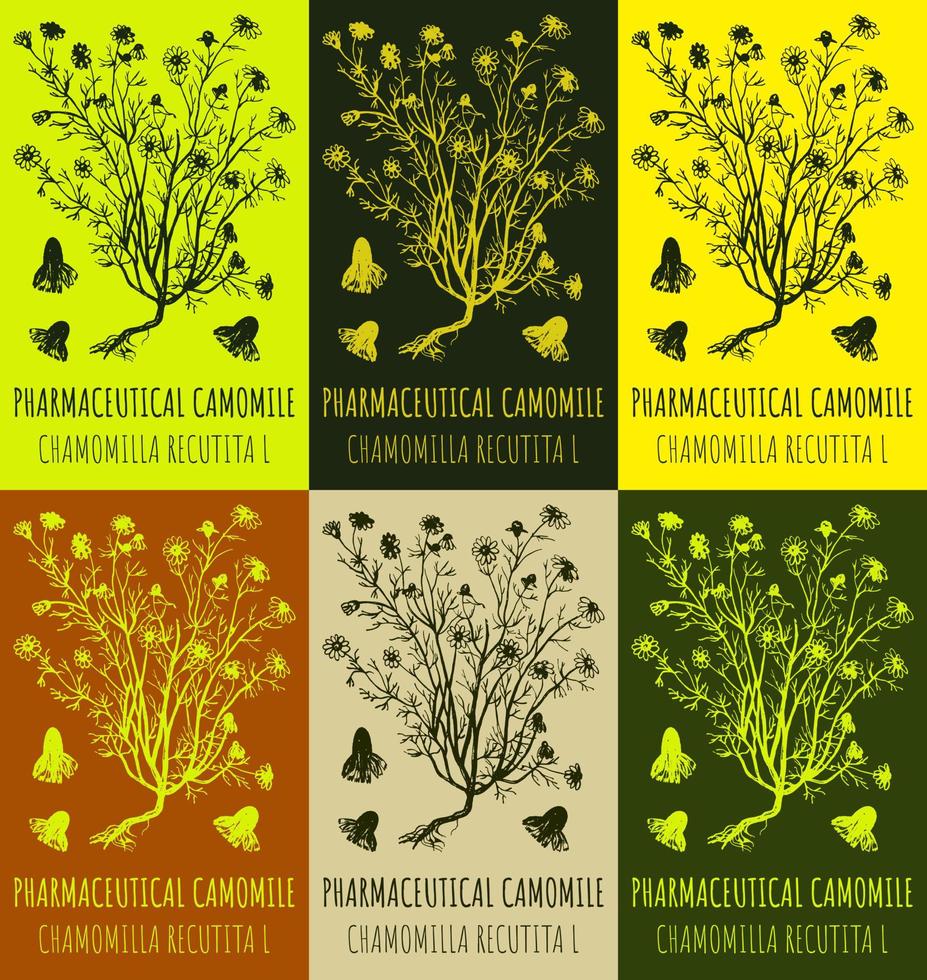 conjunto de vector dibujos de farmacéutico manzanilla en diferente colores. mano dibujado ilustración. latín nombre matricaria recutita yo