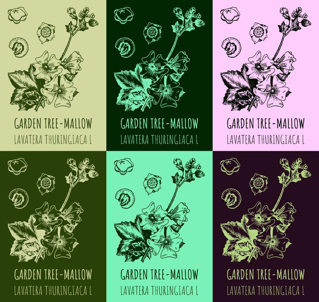 Set of vector drawings of Garden tree-mallow in different colors. Hand drawn illustration. Latin name LAVATERA THURINGIACA L.