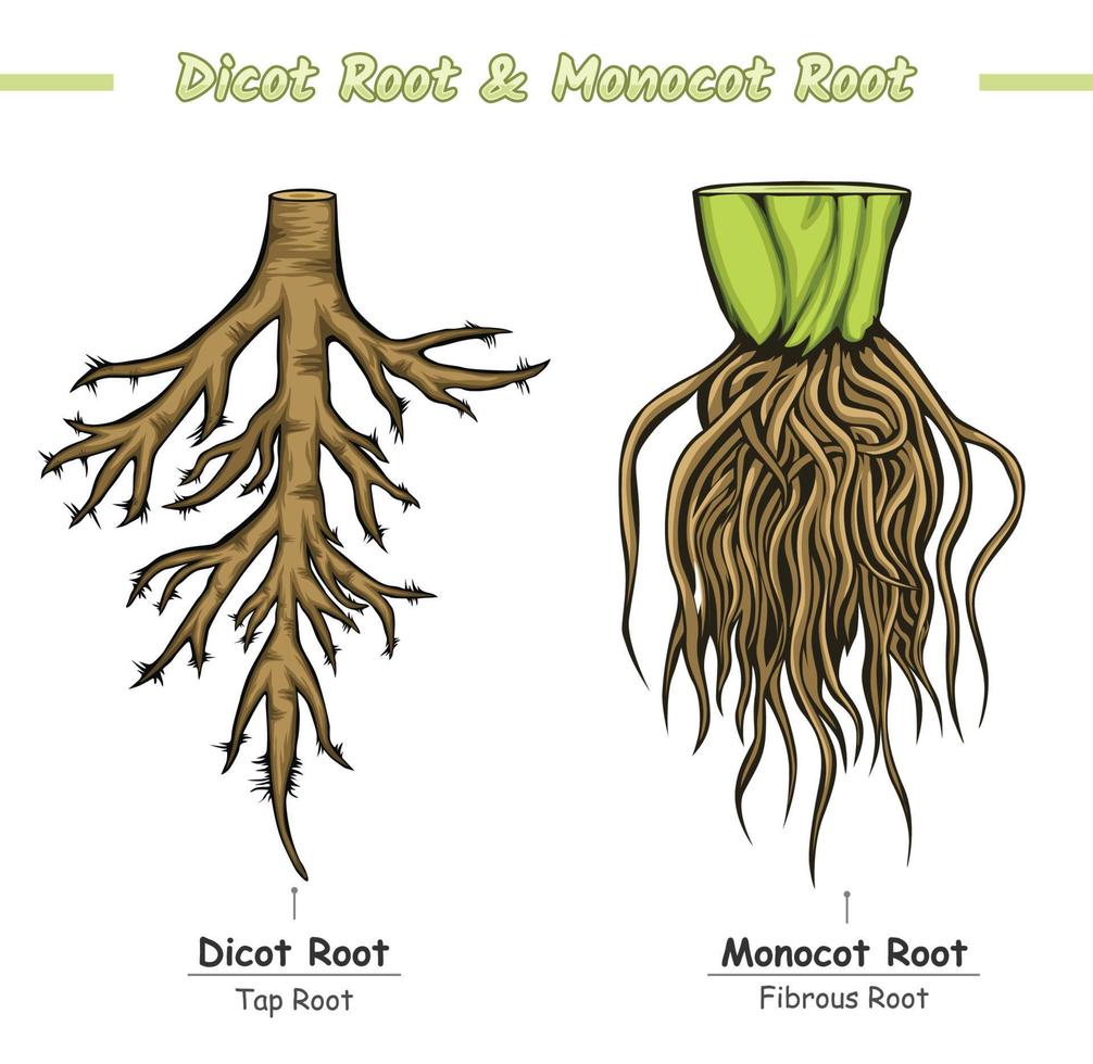 Difference between Monocot Root and Dicot Root 20900606 Vector Art at ...