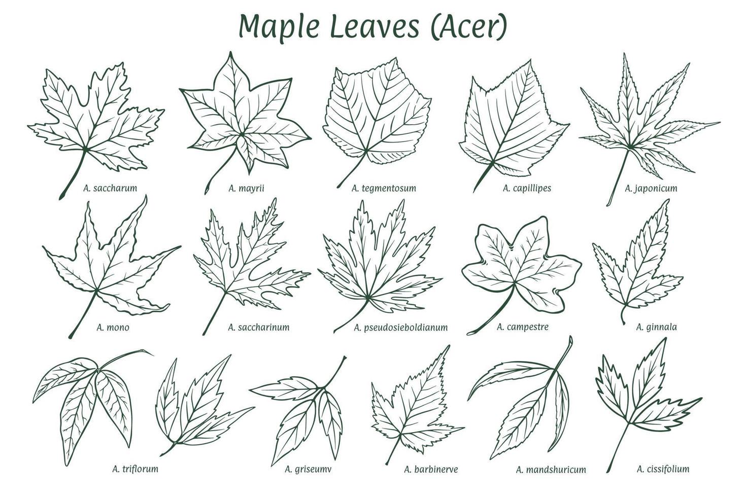 Maple leaves of different types. Sketch drawn by hand, ink pencil. Names in Latin. Acer. Isolated on white background. Vector. vector