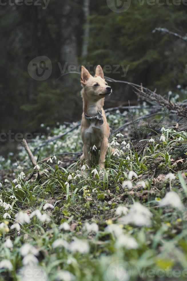 Close up small pet dog standing on snowdrops meadow concept photo