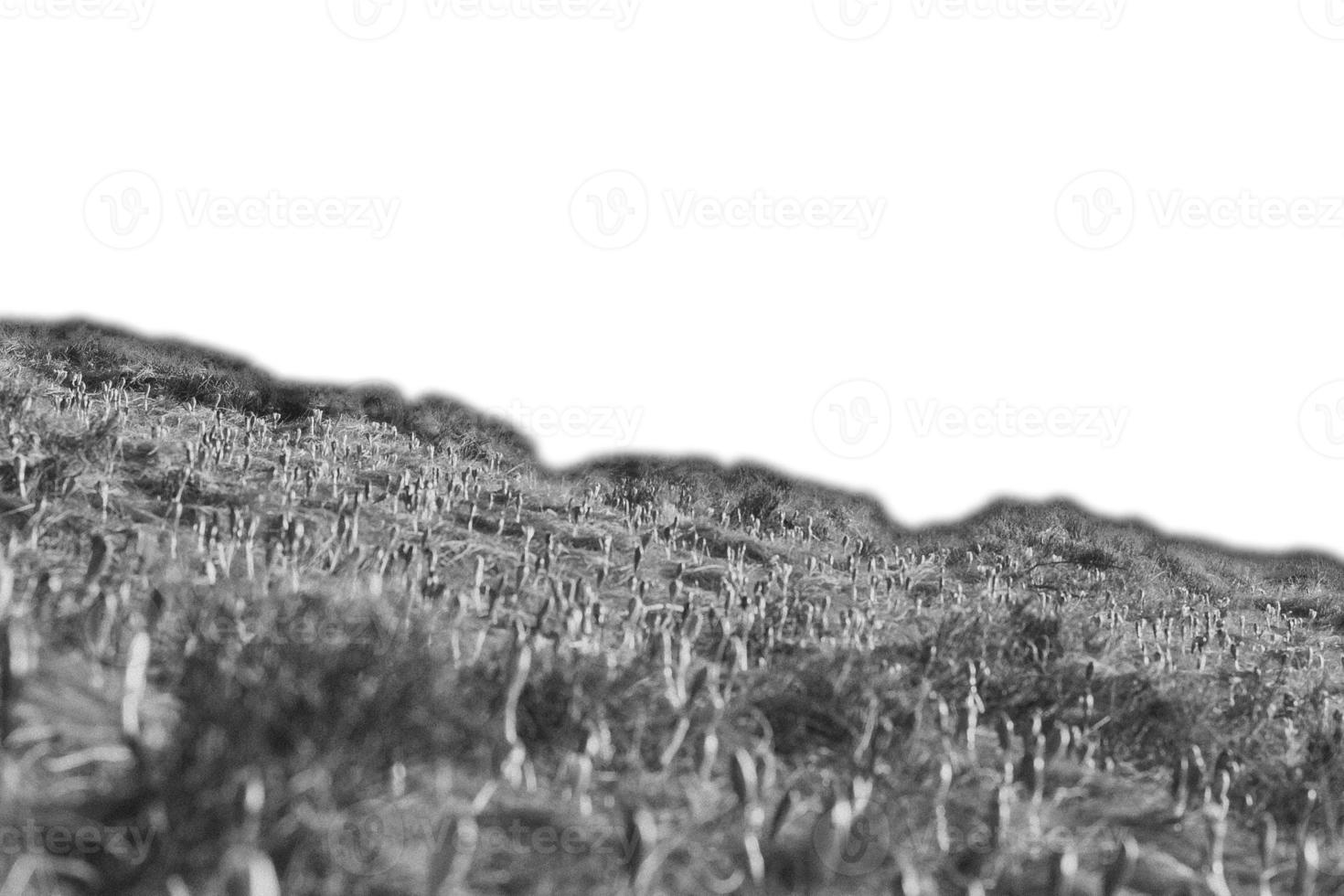 Blurred early flowers meadow on grass hill slope isolated JPG hand drawn sketch style photo