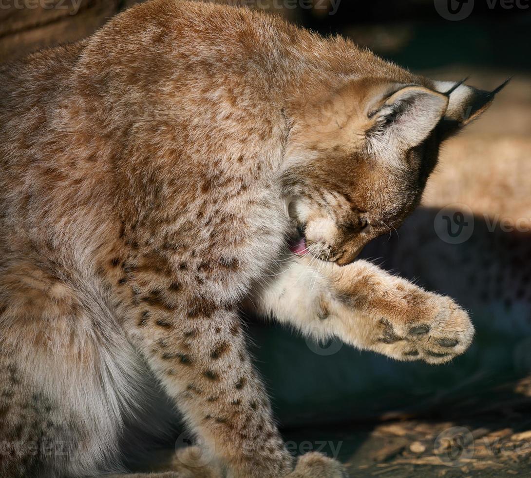 Lynx sitting and licking its front paw on a spring day photo