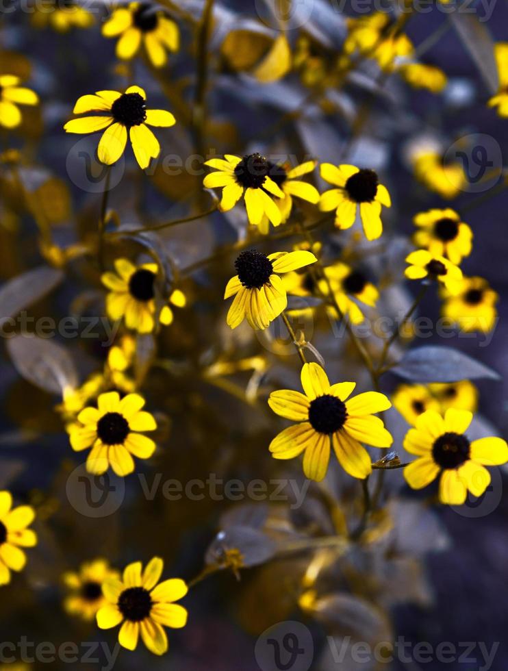 Rudbeckia triloba, close up photo