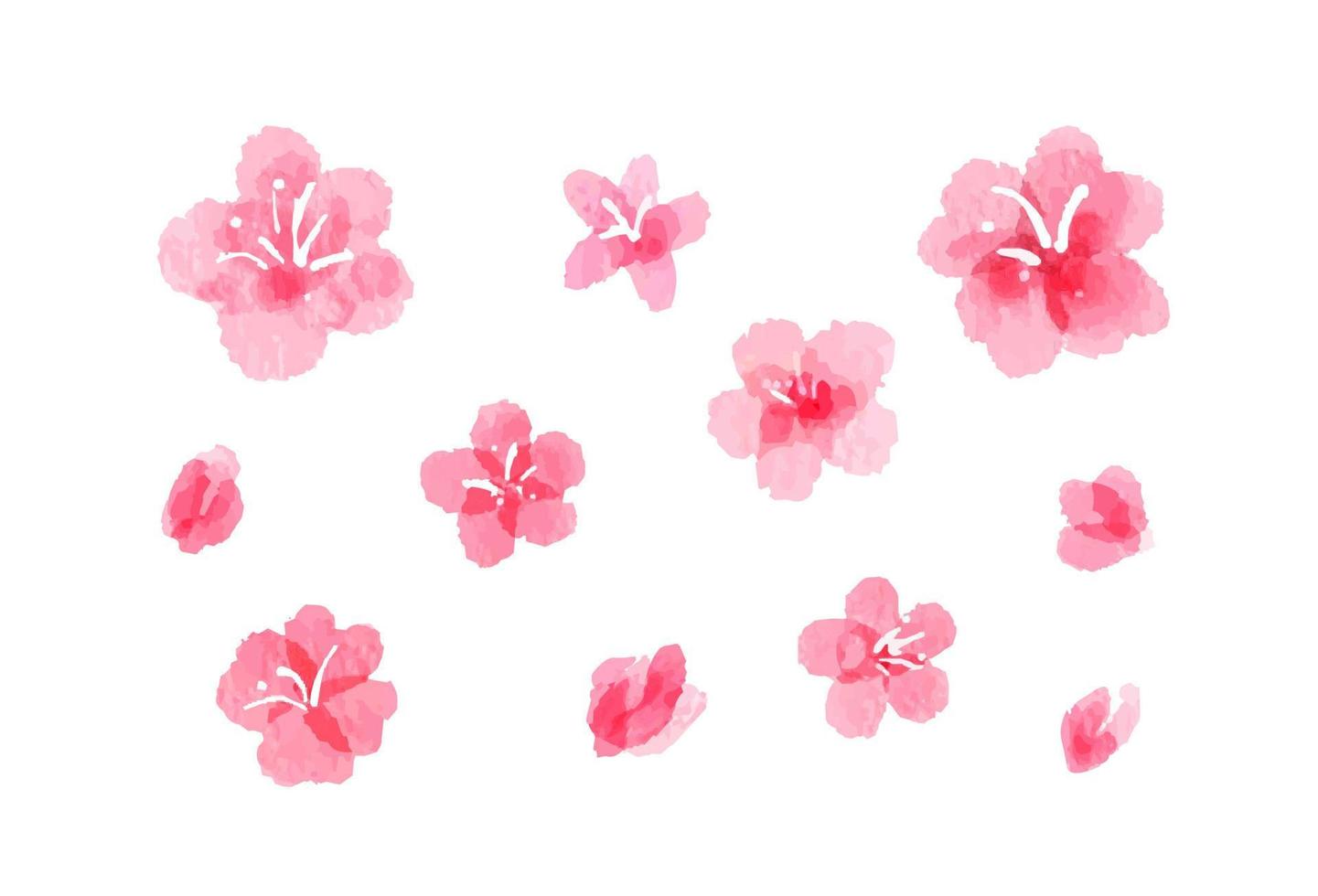 Watercolor images of sakura blossom. Abstract hand painted pink flowers, fully opened and buds. Collection of feminine aquarelle springtime design elements with soft color scheme, isolated on white vector