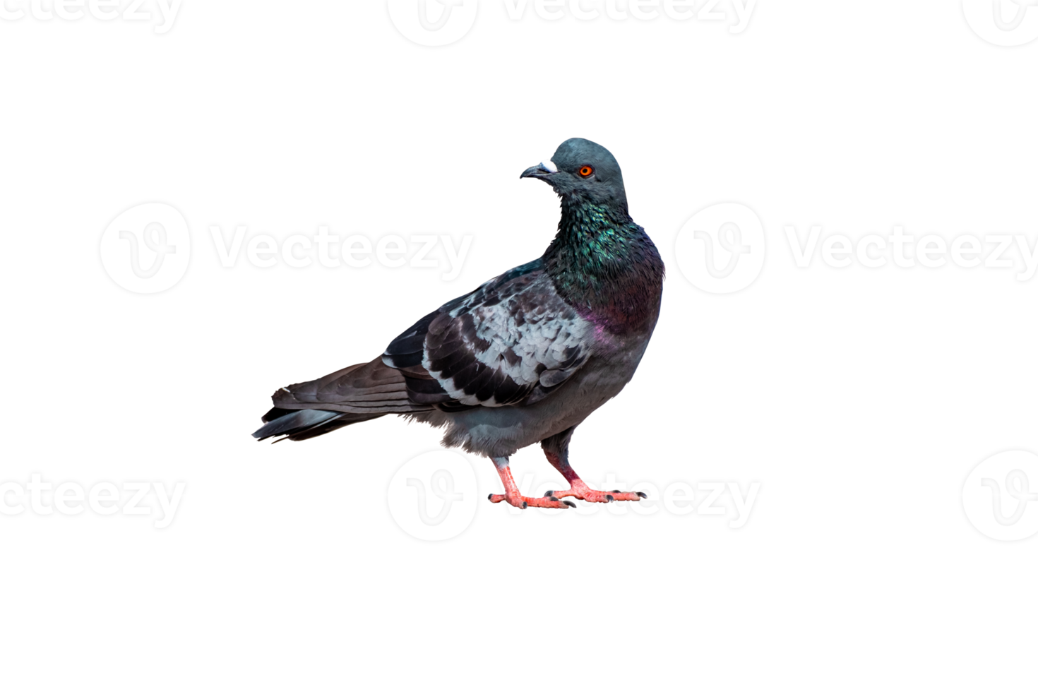 Full body of standing pigeon bird isolate on transparent background, PNG file