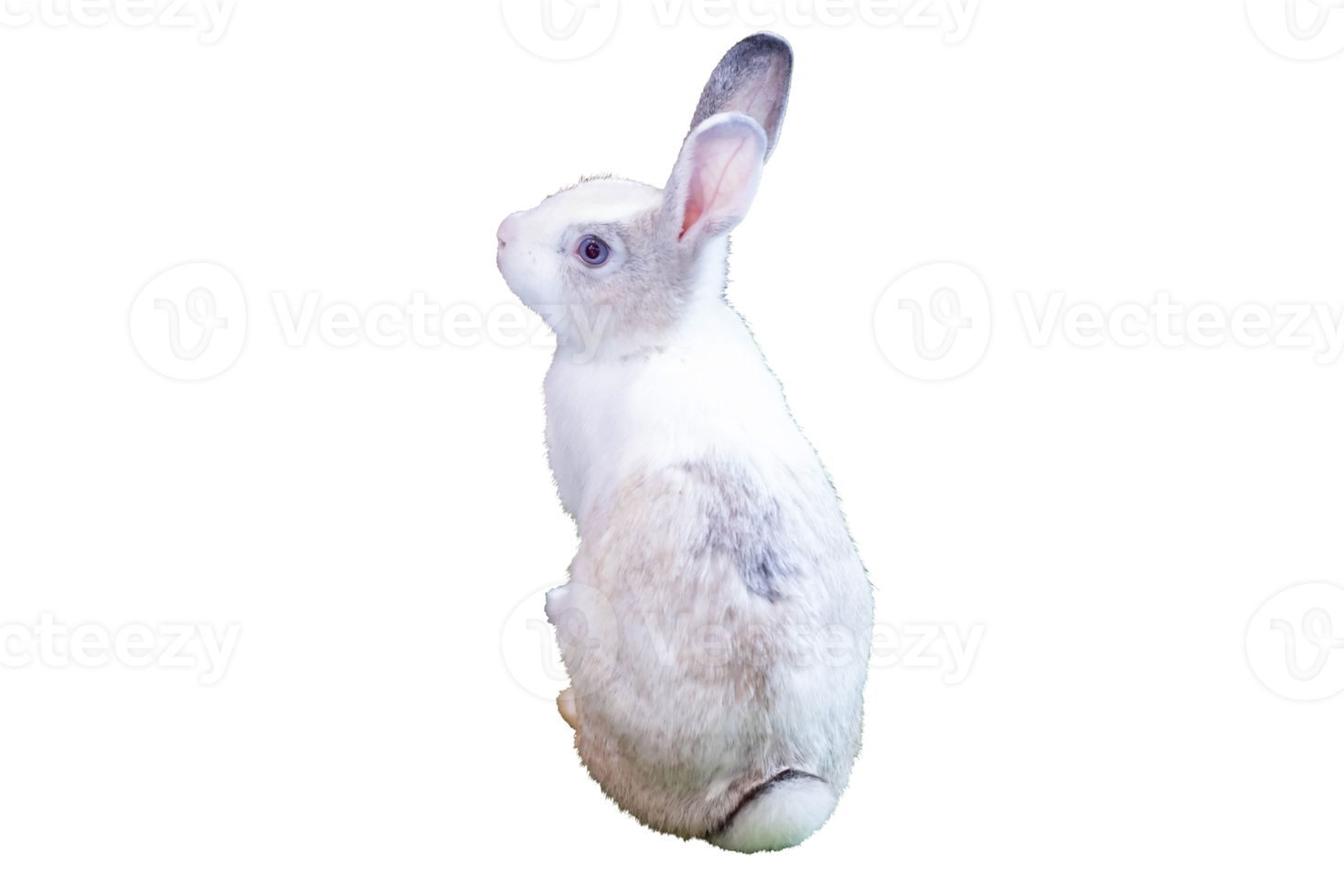 stående full kropp av söt liten vit kanin isolerat på transparent bakgrund, png fil