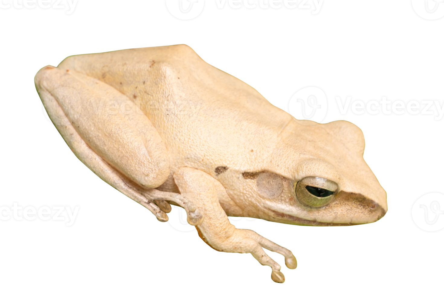 white frog isolated on transparent background, PNG File 20913406 PNG