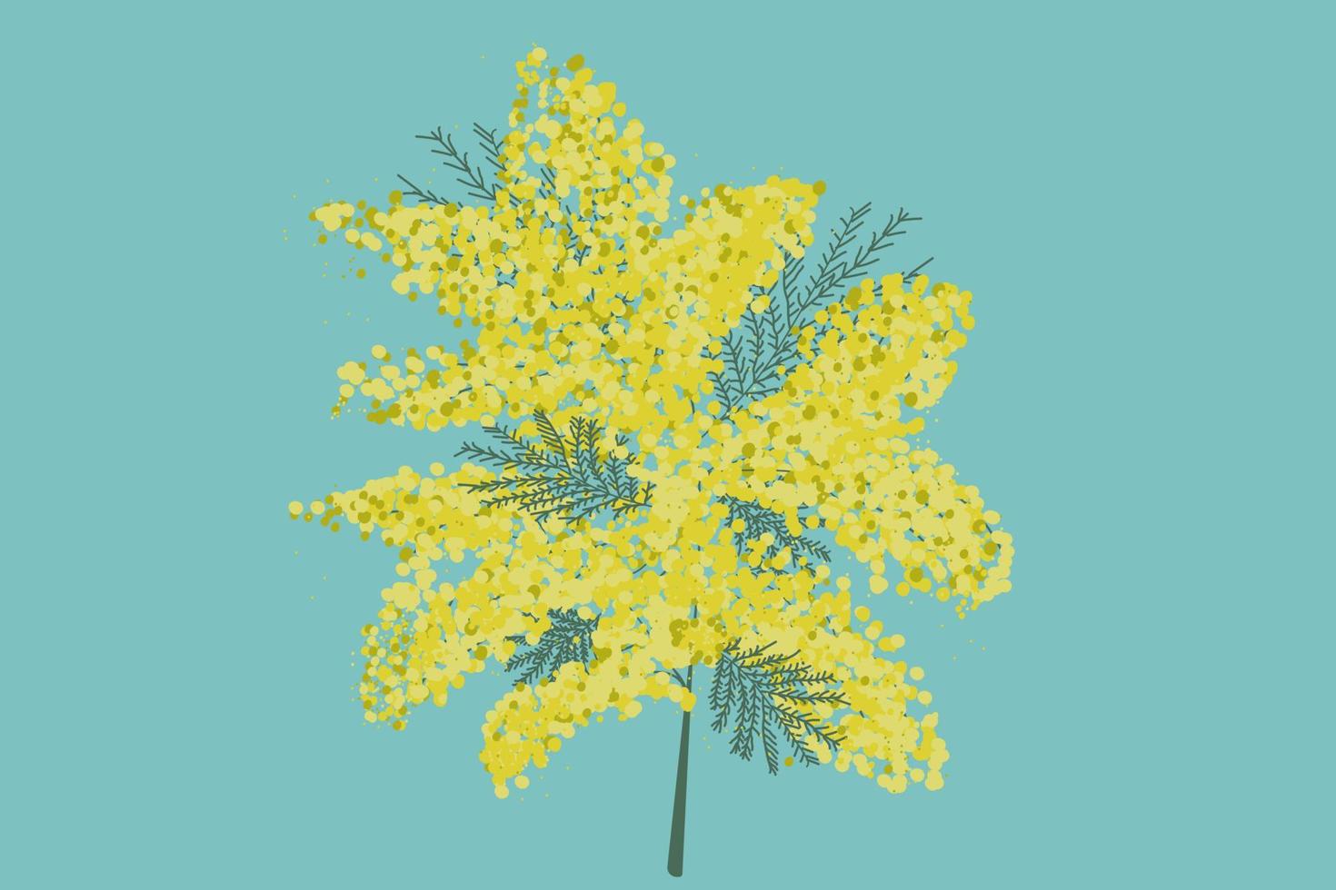 Mimosa flower. Mimosas. Mimosa branch. Garden and indoor plants vector