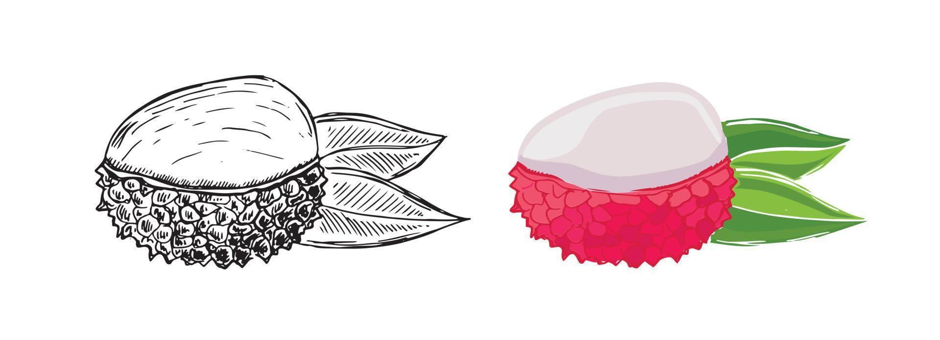 Lychee doodle drawings. Exotic fruit. Vector