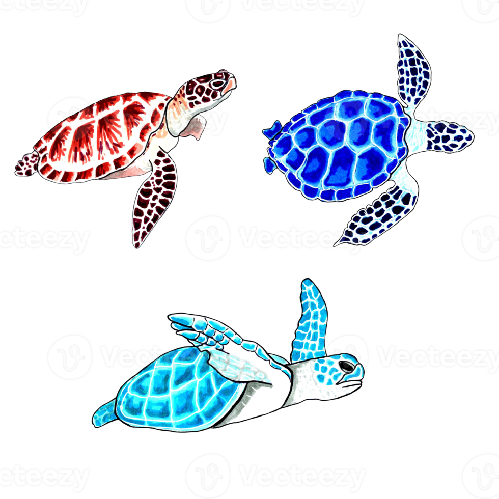 Set of brown, blue and aqua color sea turtles.   PNG illustration marine animals.