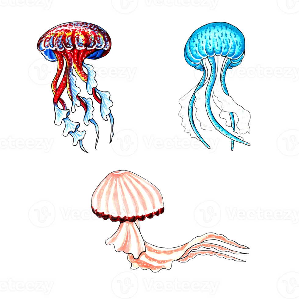 Set of brown, blue, red and aqua color jellyfishes. PNG illustration marine animals.