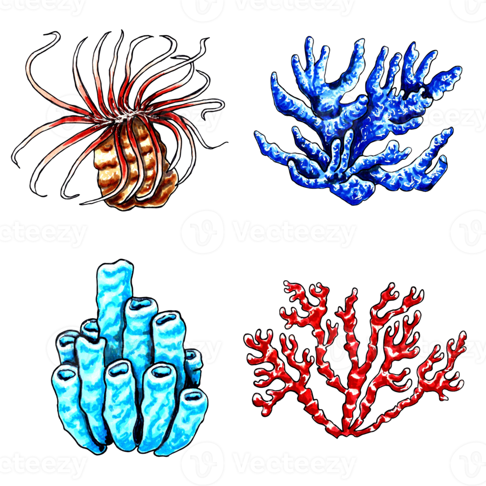 Set of brown, blue, red and aqua color corals. PNG illustration marine animals.