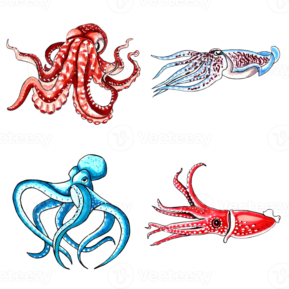Set of brown, aqua color octopus and blue, red squid. PNG illustration marine animals.