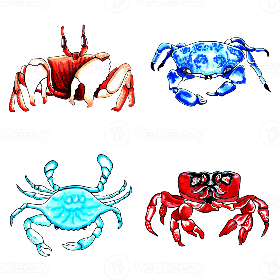 Set of brown, blue, red and aqua color crabs.  PNG illustration marine animals.