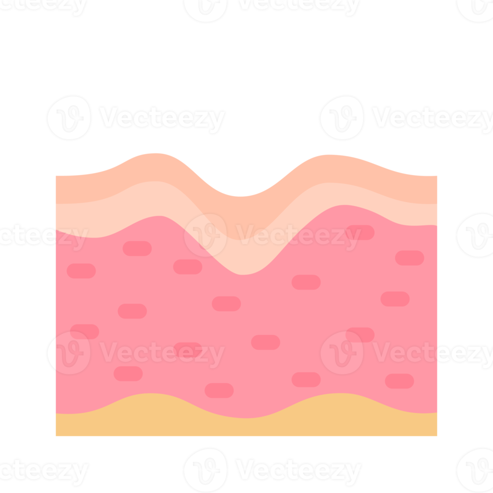 human skin layer Caring for protecting the skin from the sun with a skin serum. png