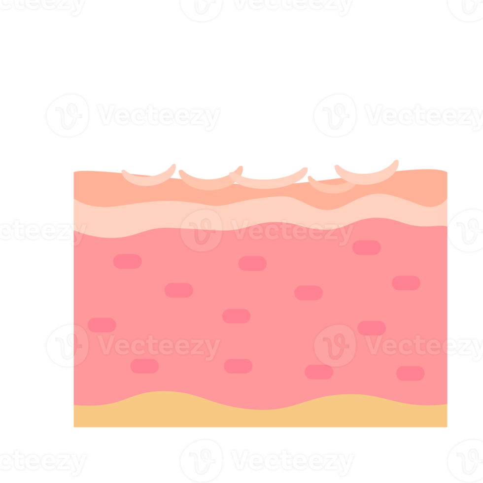 human skin layer Caring for protecting the skin from the sun with a skin serum. png