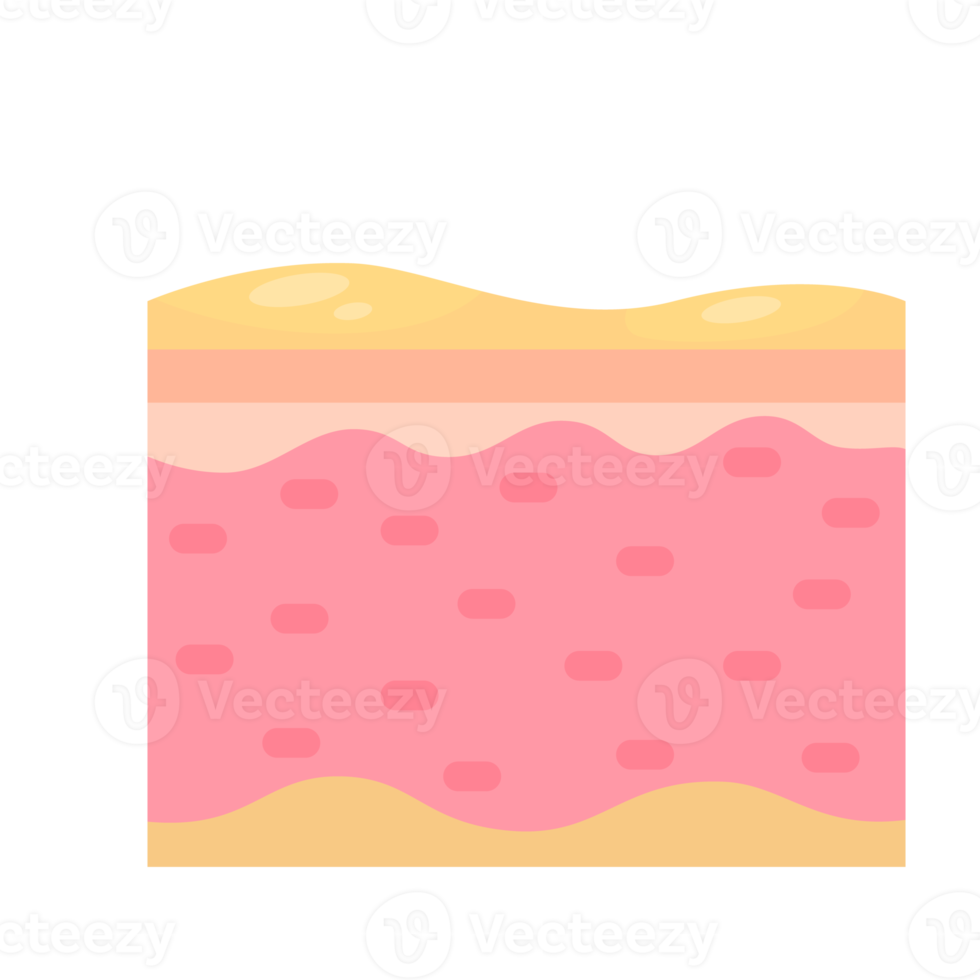 human skin layer Caring for protecting the skin from the sun with a skin serum. png