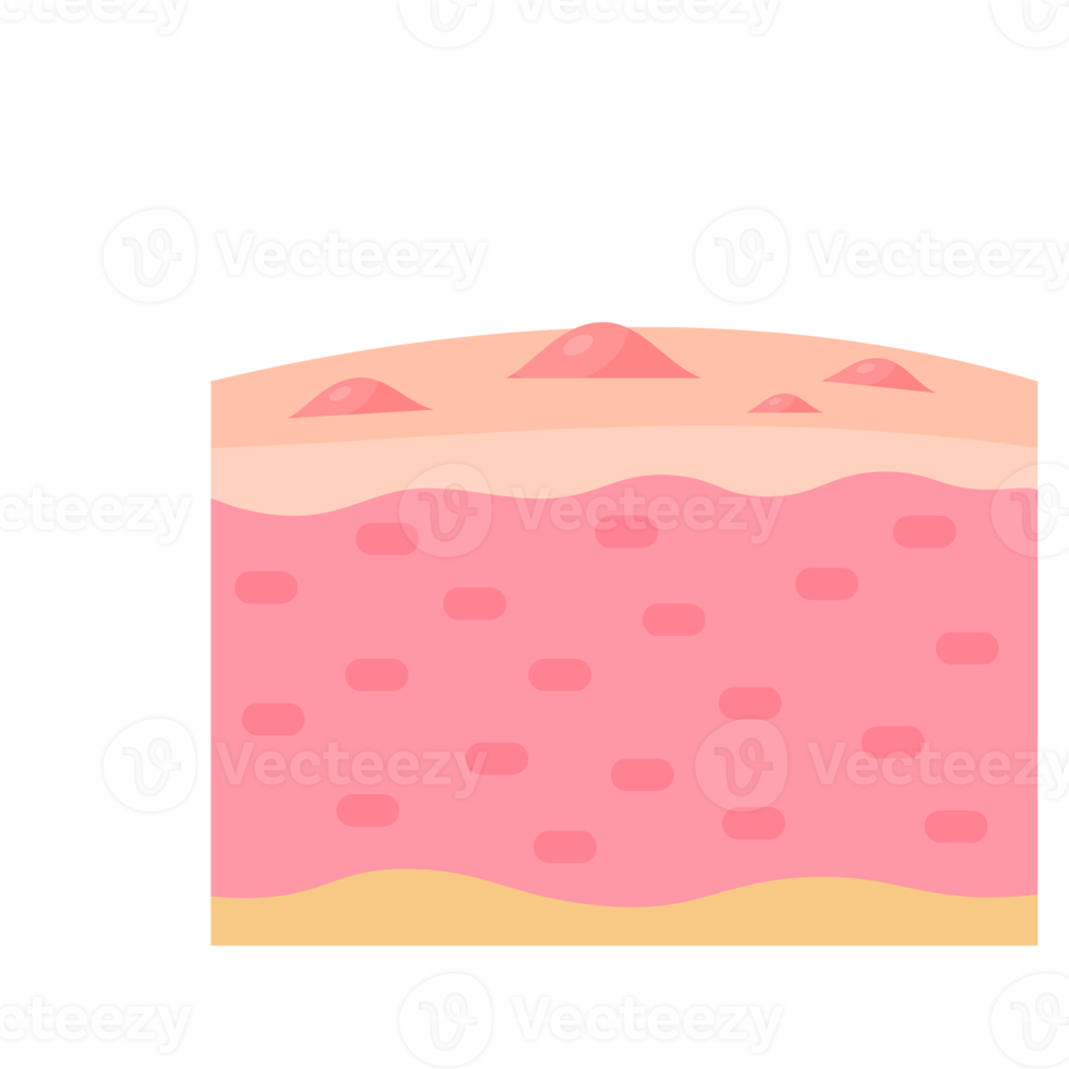 menselijk huid laag zorgzaam voor beschermen de huid van de zon met een huid serum. png