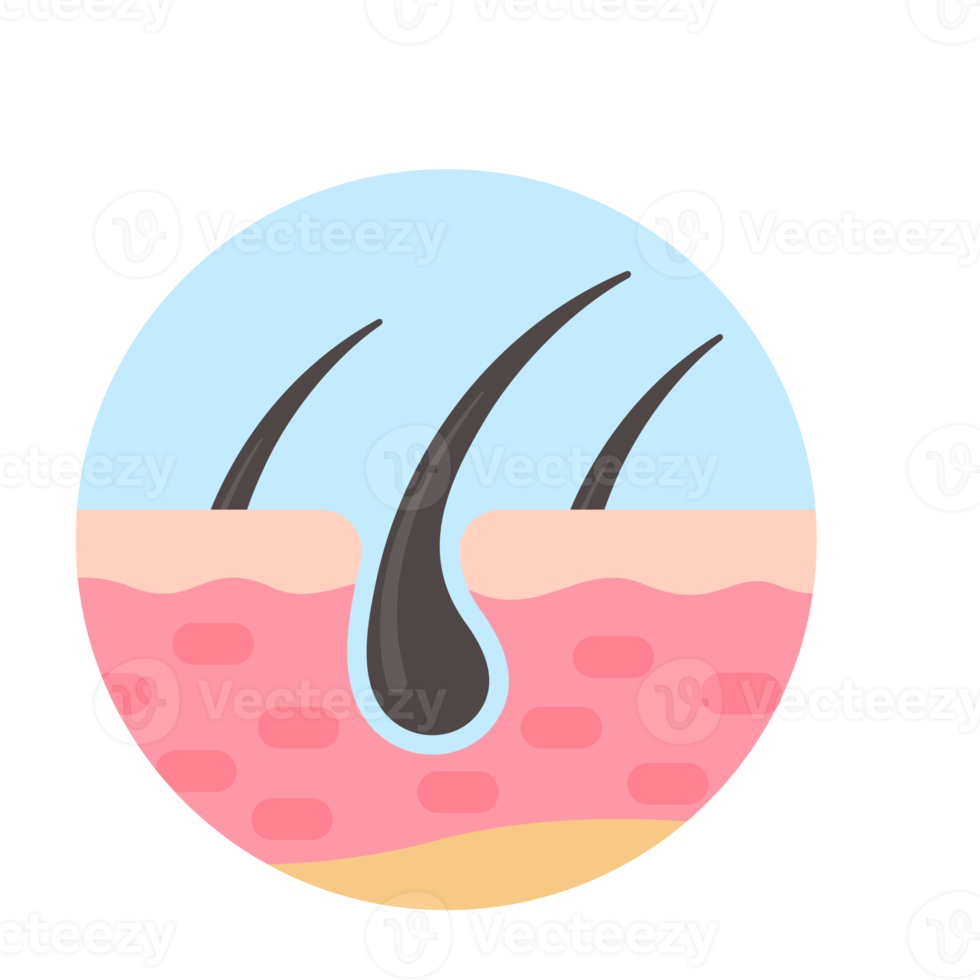 haar- follikels Aan menselijk huid haar- wanorde haar- zorg png