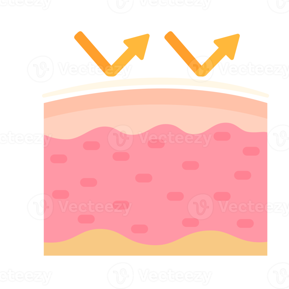 human skin layer Caring for protecting the skin from the sun with a skin serum. png