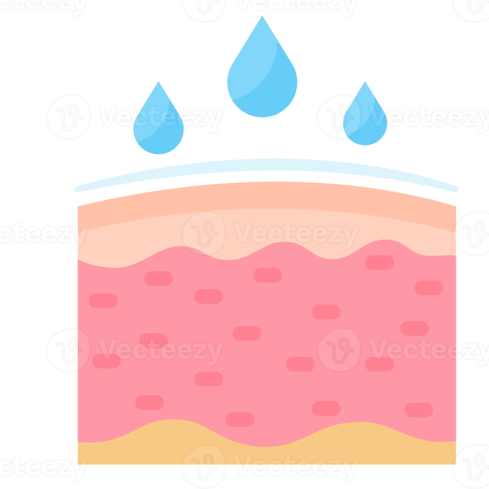 human skin layer Caring for protecting the skin from the sun with a skin serum. png