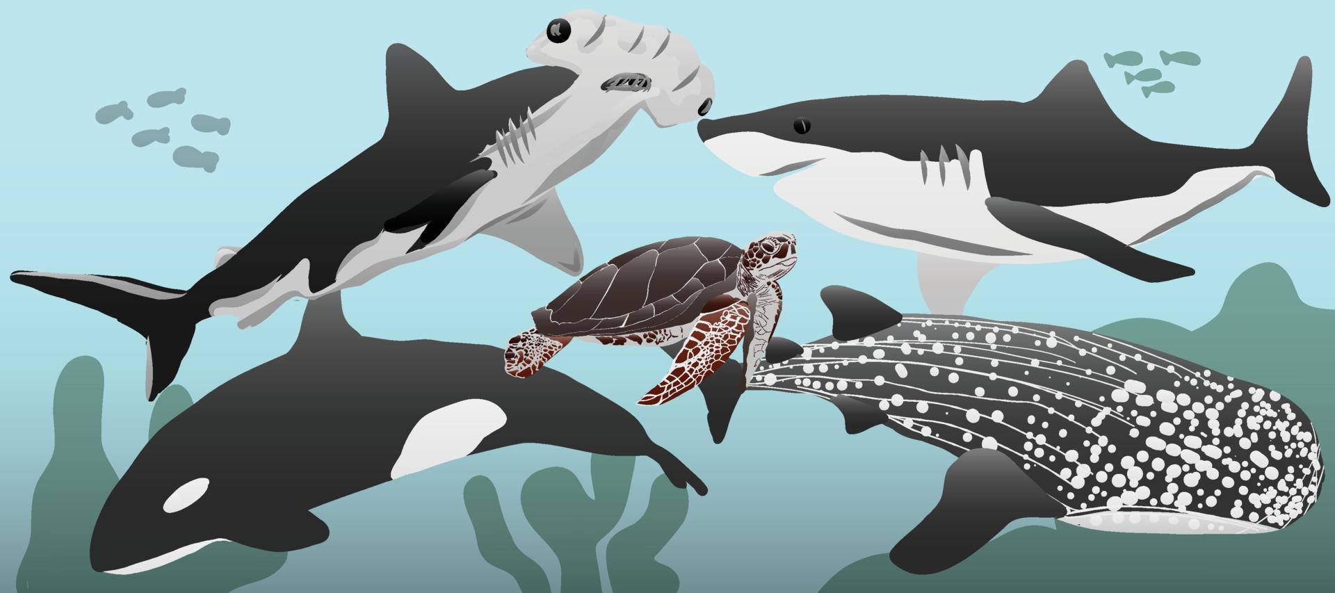 Sea animal whale, turtle, shark vector