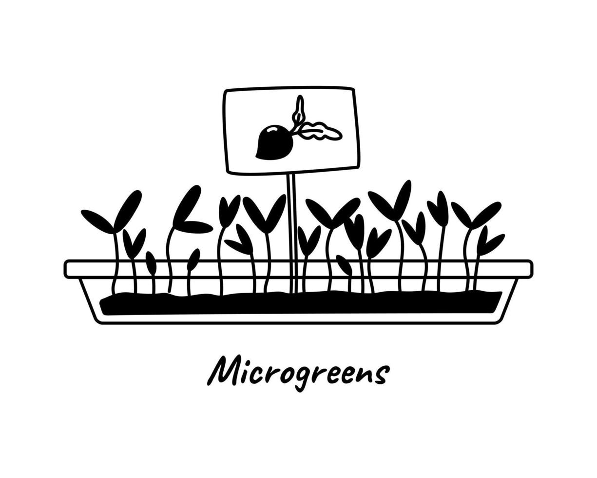 Beet sprouts, micro greens growing in a pot with monochrome hand drawn doodle vector illustration. Outline cartoon drawing.