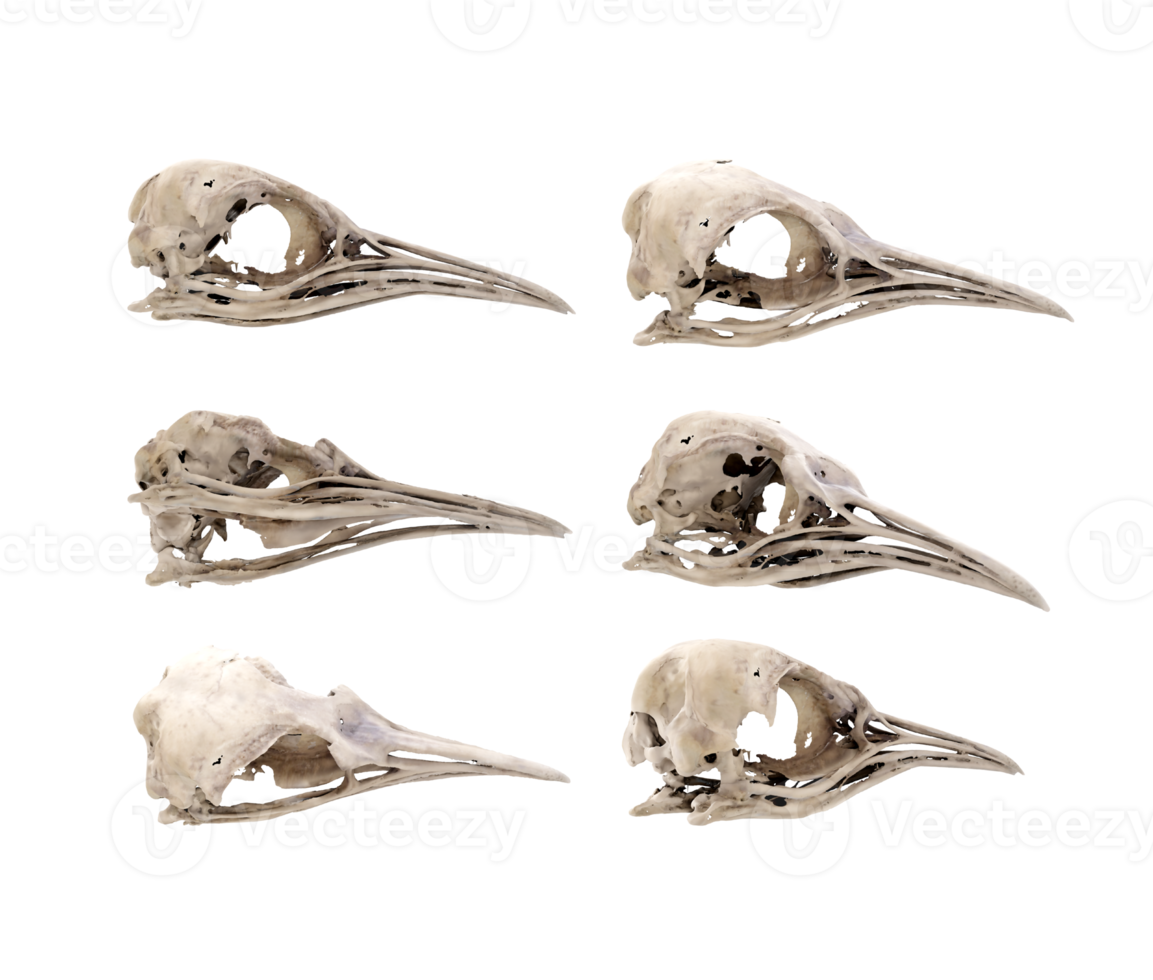 3d rendering of fossil penguin skull bones from various perspective view angles png