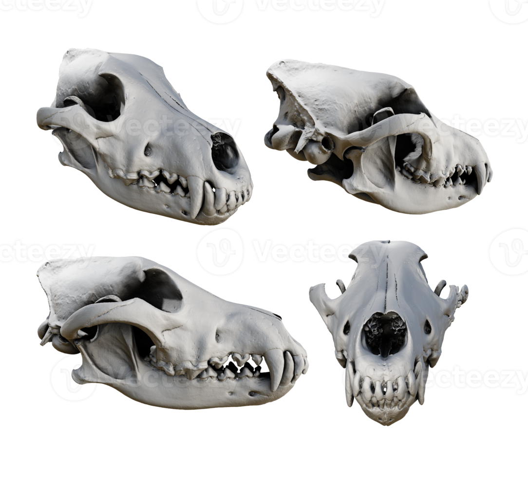 3d rendering of fossil wolf skull bones from various perspective view angles png