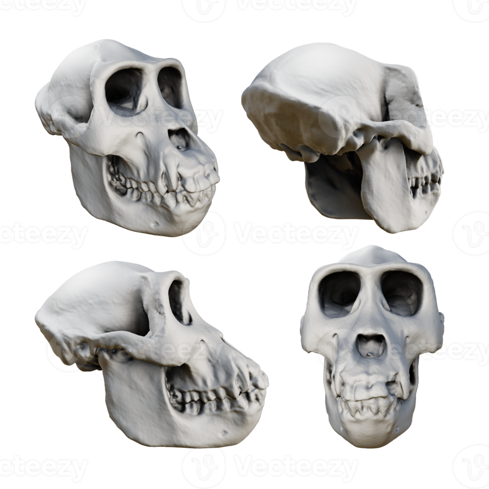 3d rendering of fossil gorilla skull bones from various perspective view angles png