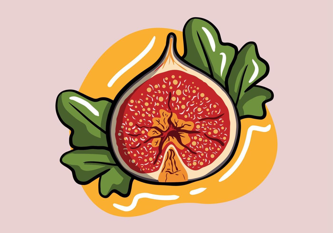 Hand drawn half cut figs vector. Vector illustration of fresh slice figs isolated on background.