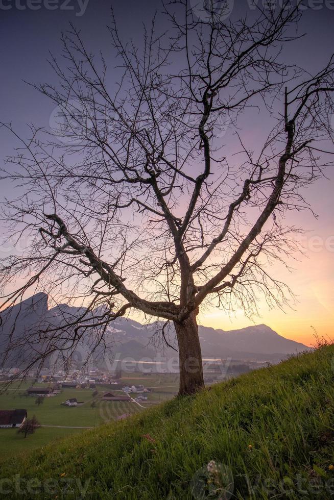 un árbol en un colina foto