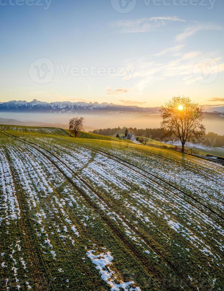 Tree on Emmental pasture during sunset photo