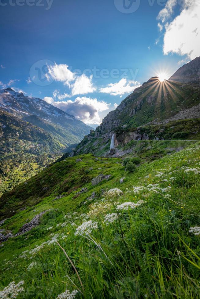 Yellow flowers standing in a mountain landscape with a waterfall in the distance photo