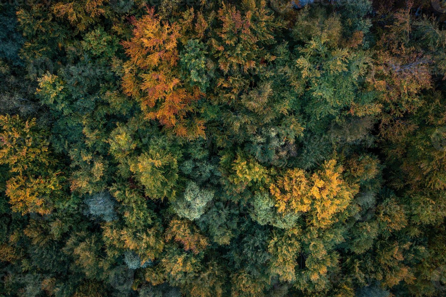 Colorful autumn trees photographed from above photo