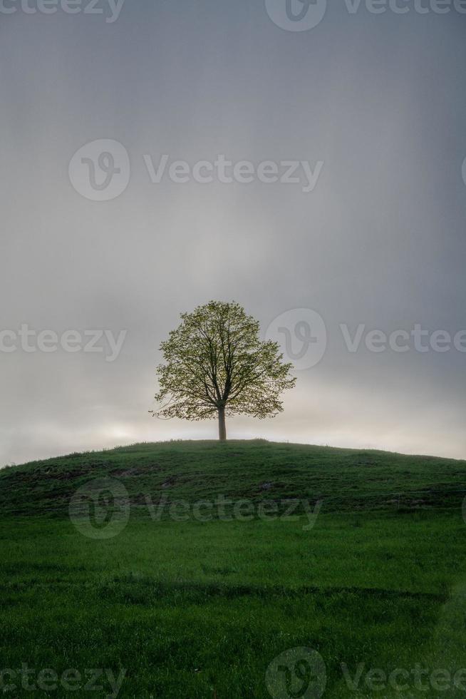 A tree on a hill during rainy weather photo