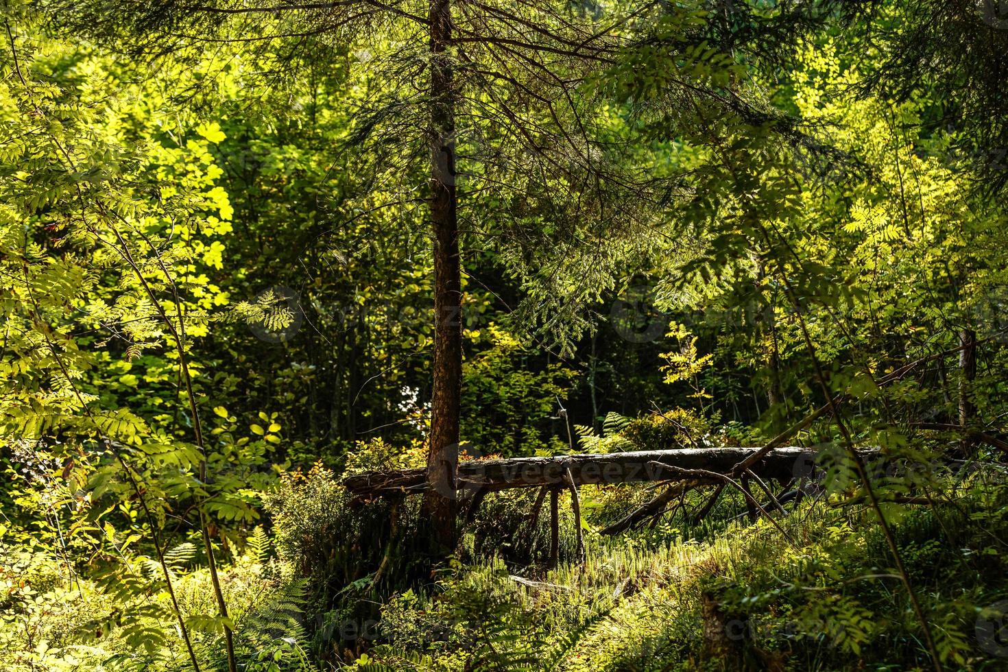 un caído árbol es podrido en el medio de el bosque foto