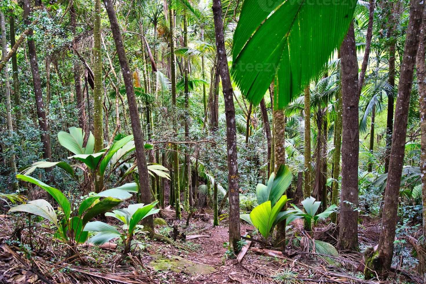 Glacis la reserve nature trail, footpath in forest with palm trees photo